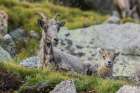 Bighorn sheep-ewe and lamb resting Art Print
